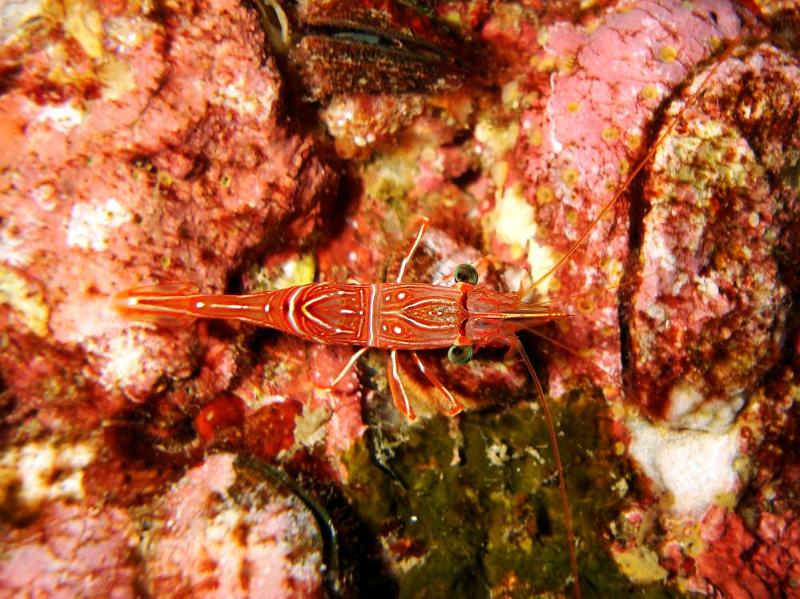 SIMILAN NOV 2008 .PHOTO LORAN (188).JPG